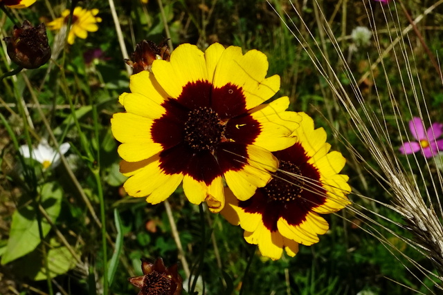 Coreopsis tinctoria