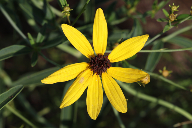 Coreopsis tripteris
