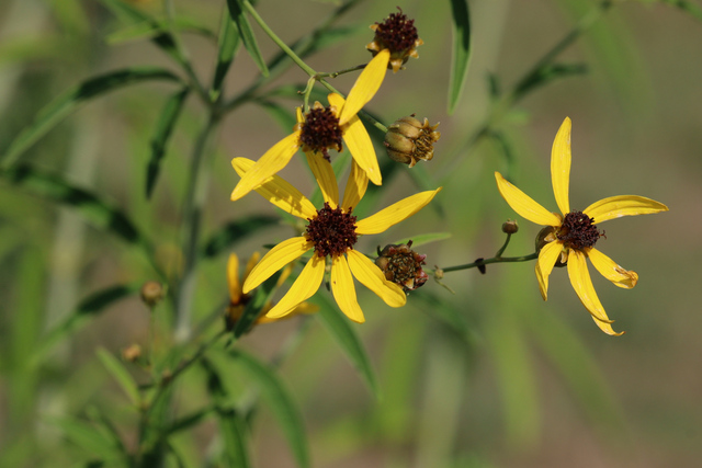 Coreopsis tripteris