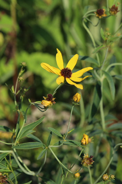 Coreopsis tripteris