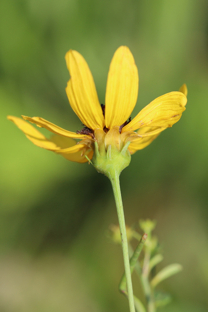 Coreopsis tripteris - involucral bracts