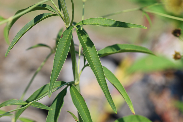 Coreopsis tripteris - leaves