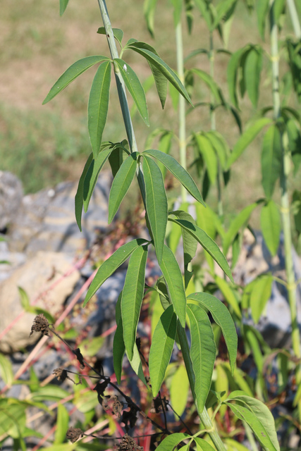 Coreopsis tripteris - leaves