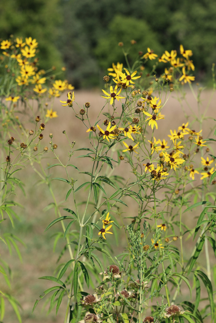 Coreopsis tripteris - plants
