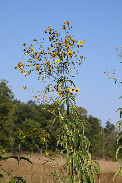 Coreopsis tripteris - plants