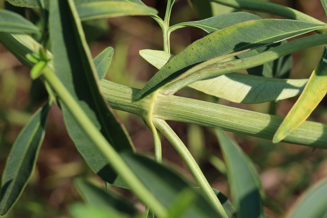 Coreopsis tripteris - stem