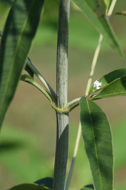 Coreopsis tripteris - stem