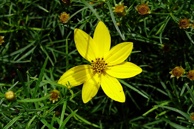 Coreopsis verticillata