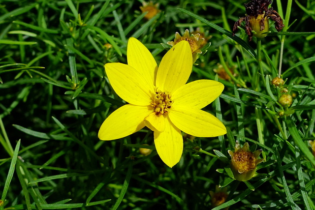 Coreopsis verticillata