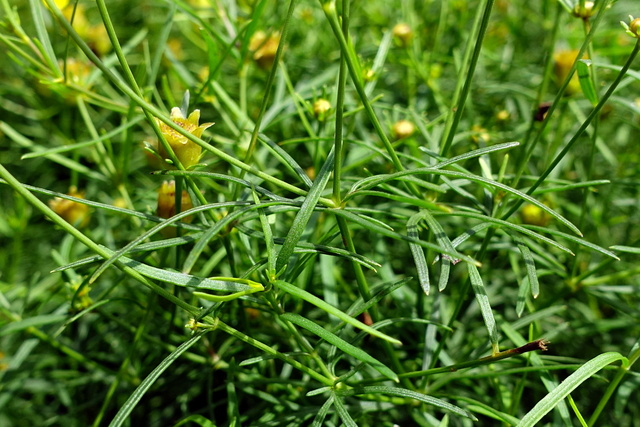 Coreopsis verticillata - leaves