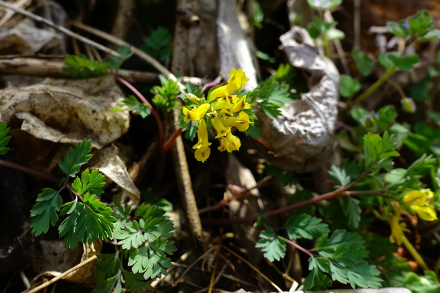 Corydalis flavula