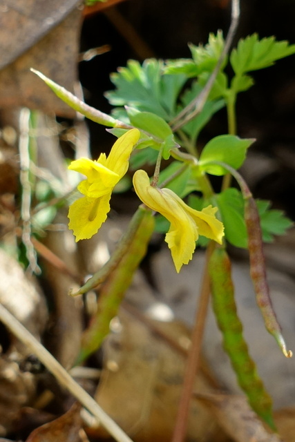 Corydalis flavula