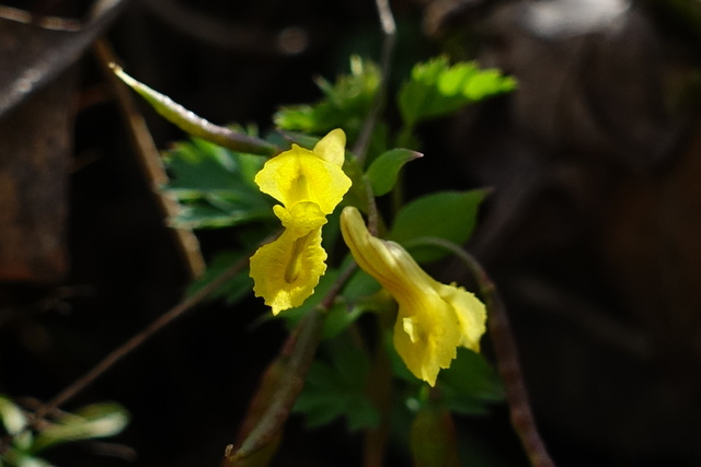 Corydalis flavula