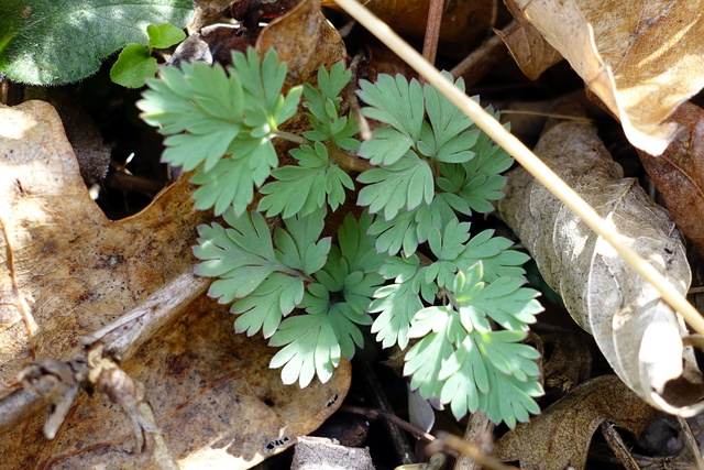 Corydalis flavula - leaves