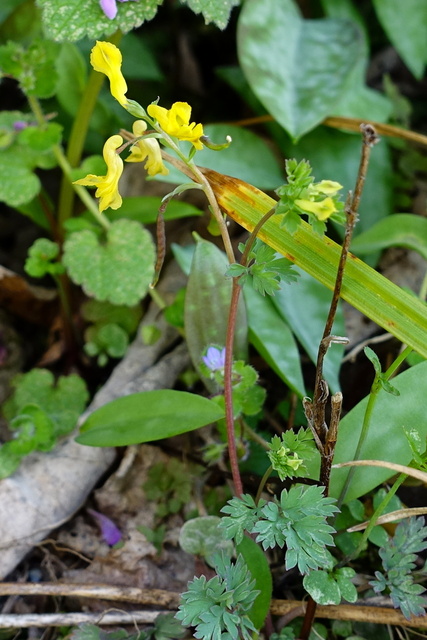 Corydalis flavula - plant