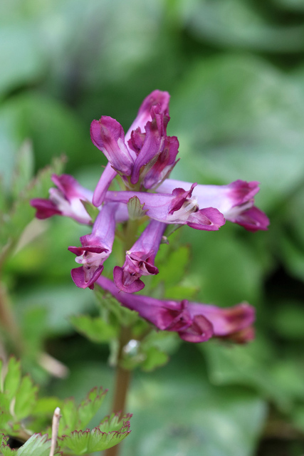 Corydalis incisa