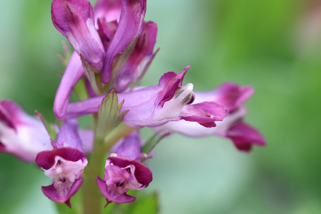 Corydalis incisa