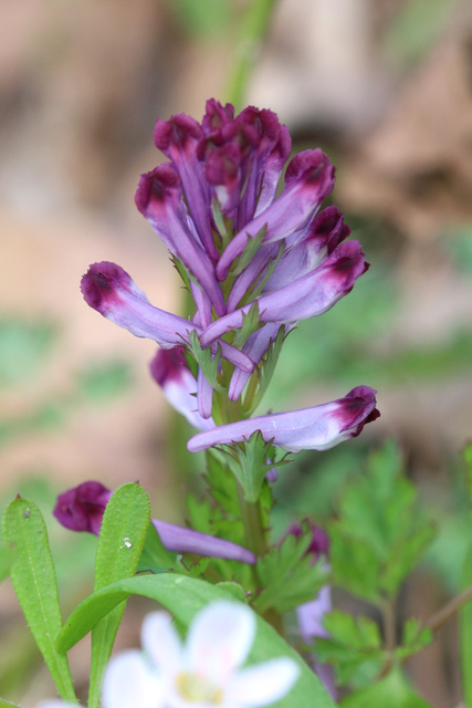 Corydalis incisa