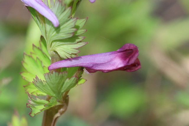 Corydalis incisa