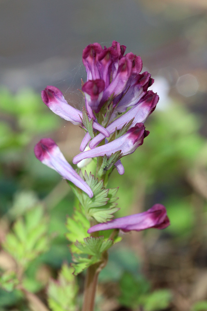 Corydalis incisa