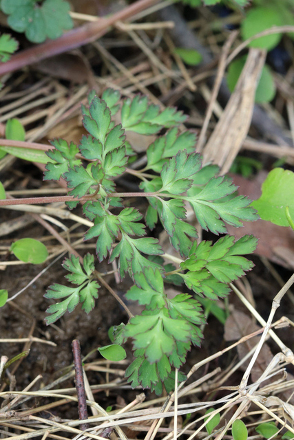 Corydalis incisa - leaves