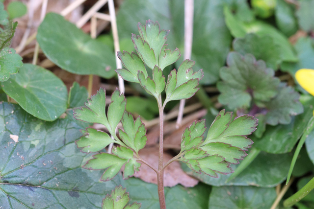 Corydalis incisa - leaves