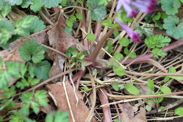 Corydalis incisa - stem