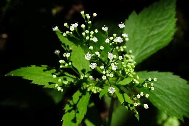 Cryptotaenia canadensis