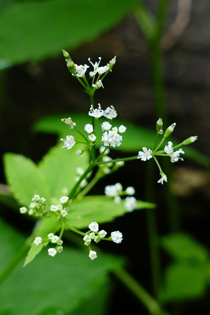 Cryptotaenia canadensis