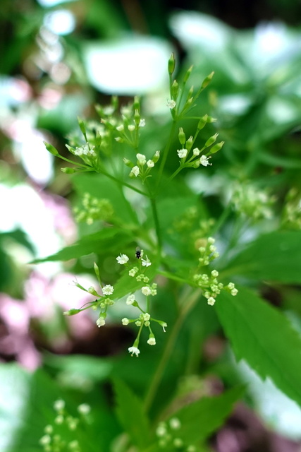 Cryptotaenia canadensis