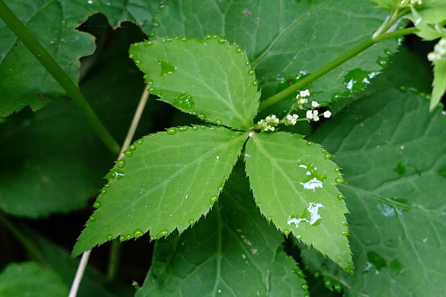 Cryptotaenia canadensis - leaves