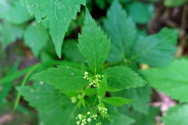 Cryptotaenia canadensis - leaves