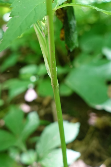 Cryptotaenia canadensis - stem