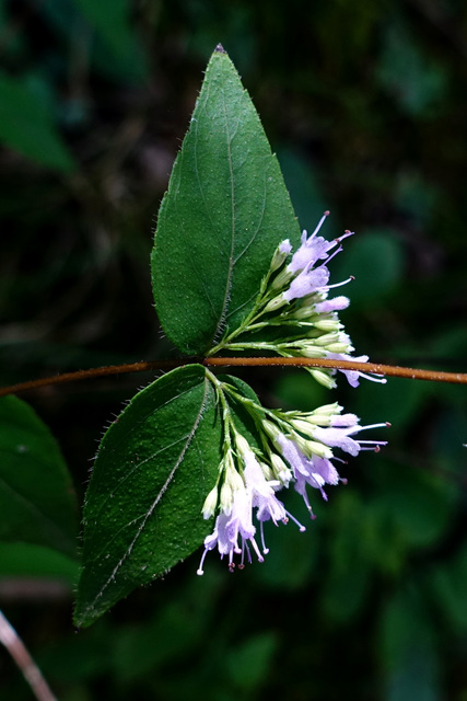 Cunila origanoides