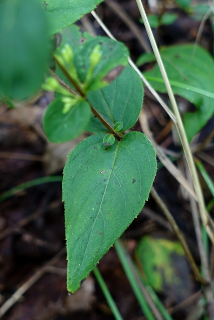 Cunila origanoides - leaves