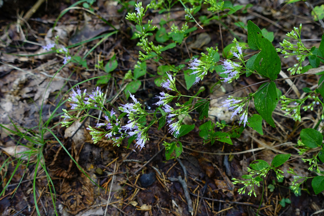 Cunila origanoides - plant