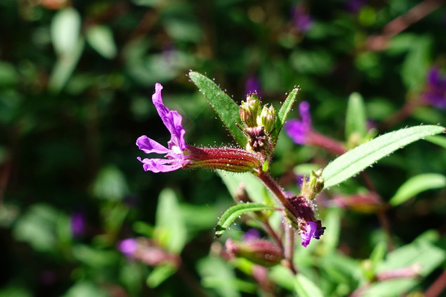 Cuphea viscosissima