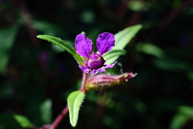 Cuphea viscosissima