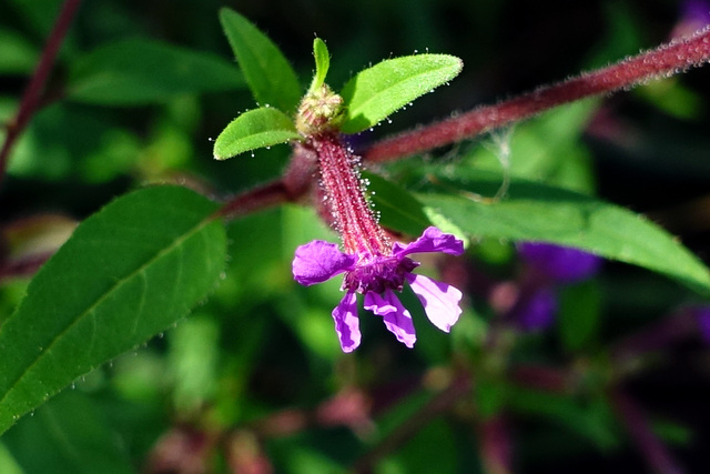 Cuphea viscosissima