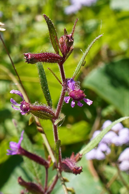 Cuphea viscosissima