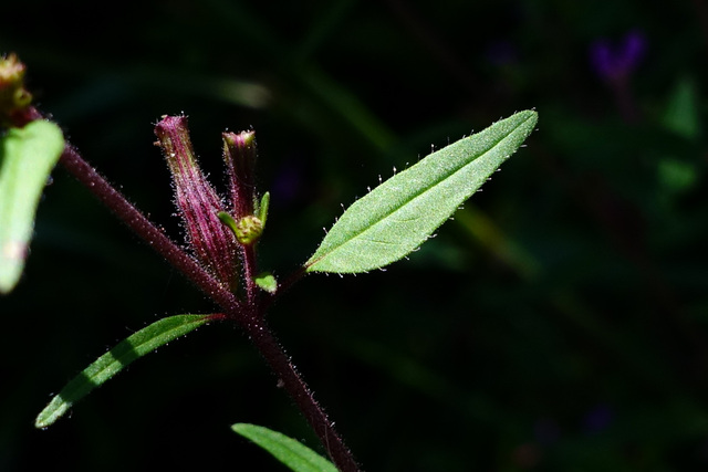 Cuphea viscosissima - leaves