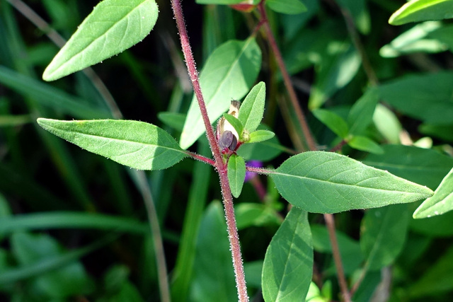 Cuphea viscosissima - leaves