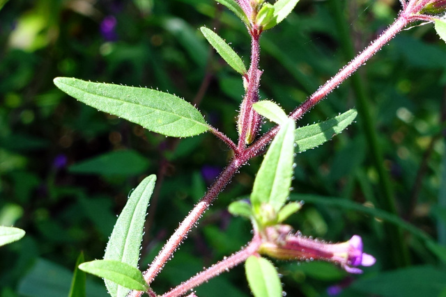 Cuphea viscosissima - stem