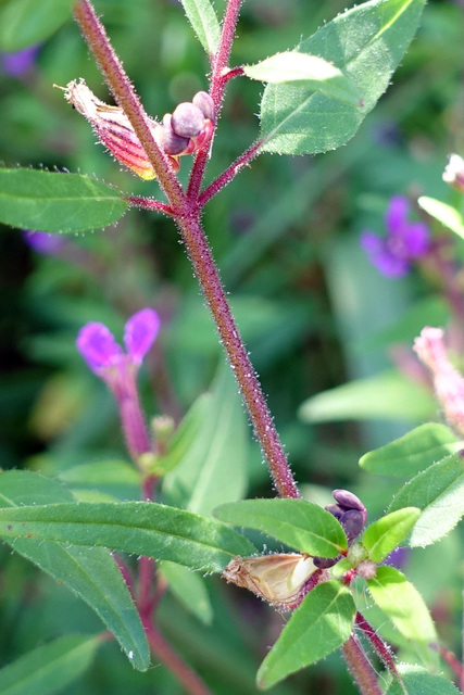 Cuphea viscosissima - stem