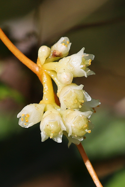 Cuscuta gronovii