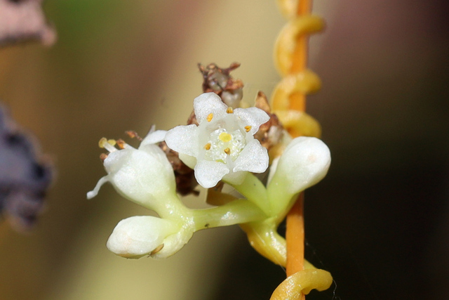 Cuscuta gronovii