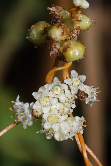 Cuscuta gronovii