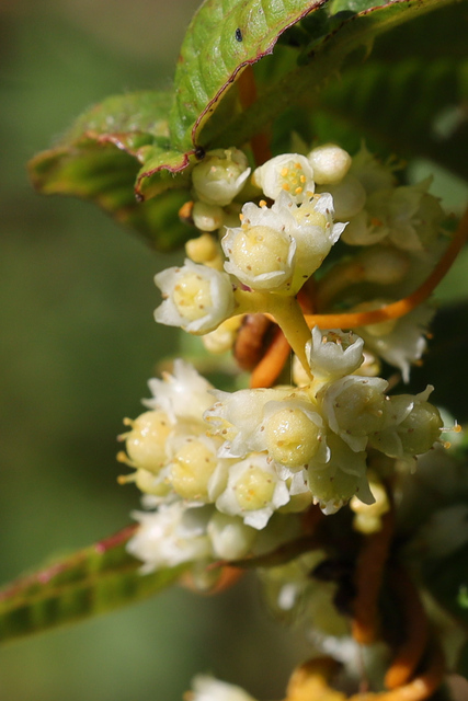 Cuscuta gronovii