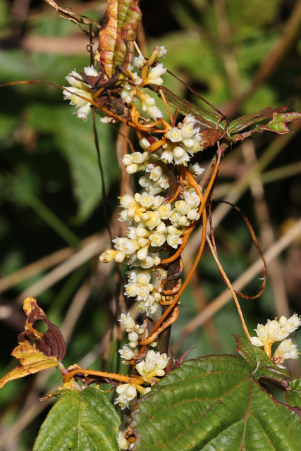 Cuscuta gronovii - plant