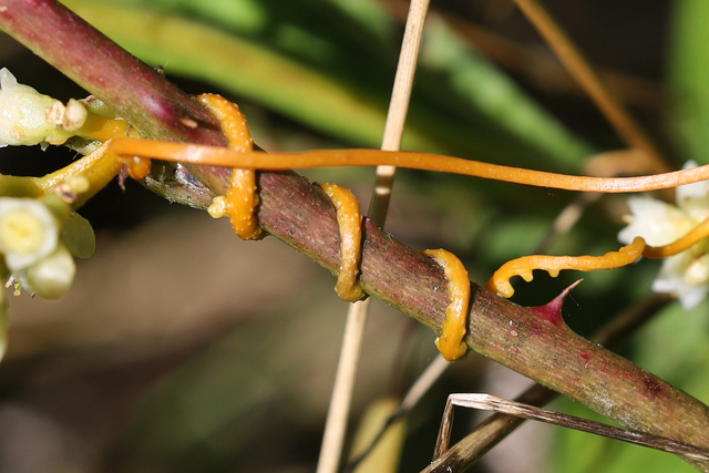 Cuscuta gronovii - stem